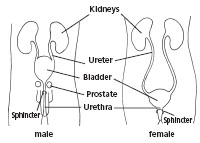 Flexible Cystoscopy