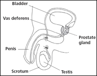 Vasectomy Recovery Tips